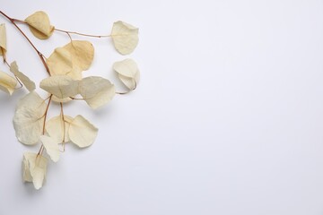 Beautiful dried eucalyptus leaves on white background, top view. Space for text © New Africa