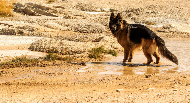 Long-Haired German Shepherd Standing in Shallow Water and Looking at Camera