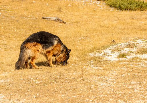 Long-Haired German Shepherd Sniffing Dry Grass in a Mountain Landscape