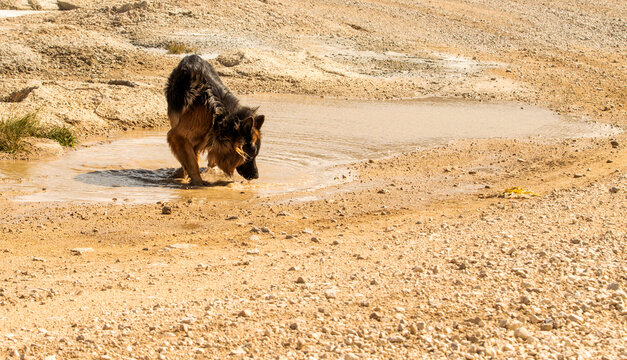 Long-Haired German Shepherd Drinking from a Shallow Mountain Pool