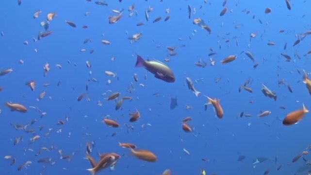Dense Schooling Reef Fish Swim above Coral Formations in Blue Water. The underwater scene shows fish moving with blue water and reef structure, documenting natural marine habitat and biodiversity.