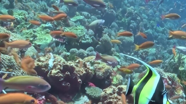 Dense Schooling Reef Fish Swim around a Coral Garden. The underwater scene shows fish moving with blue water and reef structure, documenting natural marine habitat and biodiversity.
