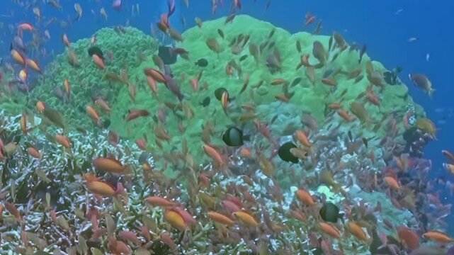 Schooling Reef Fish Swim over a Coral Garden. A well-lit underwater view emphasizes coral texture and mixed reef colors as fish move through the reef, documenting marine habitat and biodiversity.