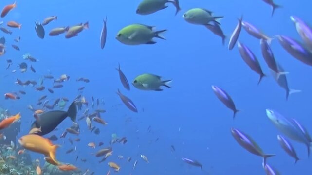 Mixed Schooling Reef Fish Swim through a Coral Garden in Blue Water. The underwater scene shows fish moving with blue water and reef structure, documenting natural marine habitat and biodiversity.