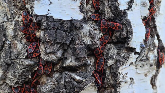 Macro shot of a large colony of red firebugs (Pyrrhocoris apterus) crawling on the white bark of a birch tree trunk. Insects sunbathing in a city park in Kyiv, Ukraine. Natural background, biodiversit