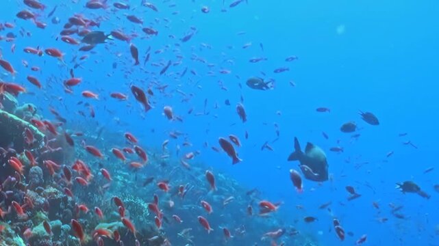 Small Orange Reef Fish Glide near a Coral Garden in Blue Water. The underwater scene shows fish moving with blue water and reef structure, documenting natural marine habitat and biodiversity.