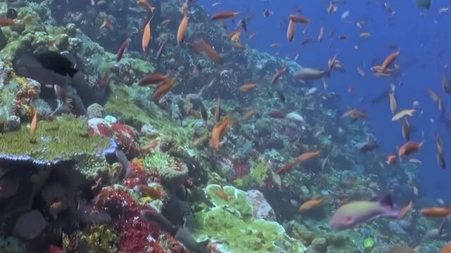 Schooling Reef Fish Swim over a Coral Garden in Blue Water. An underwater view with cool blue tones shows fish moving with visible reef structure, documenting marine habitat and biodiversity.
