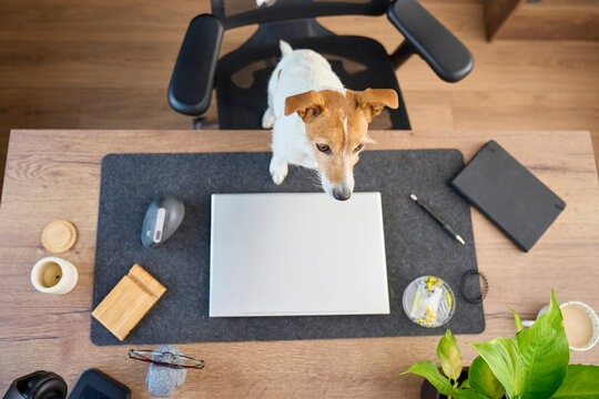 Jack Russell terrier standing on office chair with front paws on desk, looking down beside closed laptop