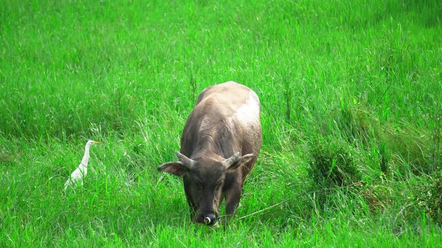 Water Buffalo Grazing in Lush Green Field with White Egret