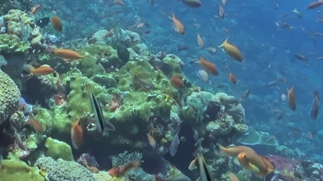 Small Schooling Reef Fish Swim around Coral Formations. An underwater view emphasizes coral texture and mixed reef colors as fish move through the reef, documenting marine habitat and biodiversity.
