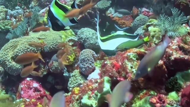 Striped Reef Fish Swim among Coral Formations. An underwater view shows coral texture and warm coral tones with fish moving through natural reef habitat and marine biodiversity.