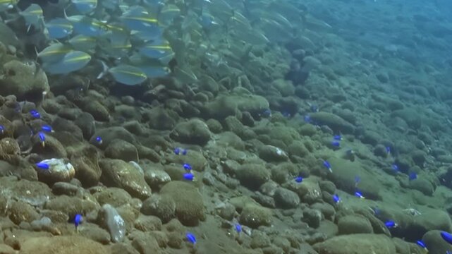 Dense Blue Schooling Fish Swim over the Reef Seabed. An underwater view emphasizes coral texture and mixed reef colors as fish move through the reef, documenting marine habitat and biodiversity.