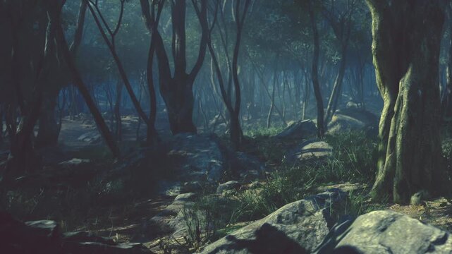 In the forest, trees stand tall among rocks and patches of grass. The light filters through the branches, creating a misty atmosphere. It is early morning and the place is quiet.