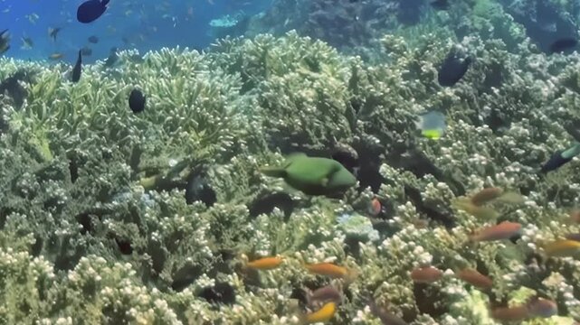 Reef Fish Swim through a Coral Garden. A well-lit underwater view emphasizes coral texture and green-blue reef tones as fish move through the reef, documenting marine habitat and biodiversity.