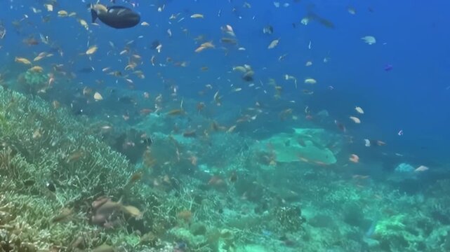 Small Schooling Reef Fish Swim over a Coral Garden. An underwater view emphasizes coral texture and mixed reef colors as fish move through the reef, documenting marine habitat and biodiversity.