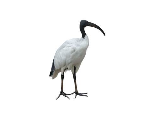 African sacred ibis full body isolated on plain white background.
