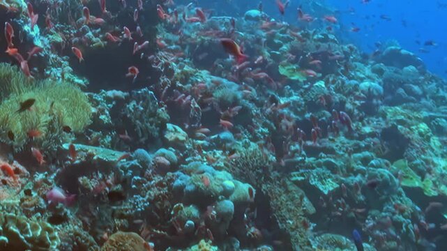 Dense Orange Schooling Fish Swim above a Coral Garden. The underwater scene shows fish moving with blue water and reef structure, documenting natural marine habitat and biodiversity.