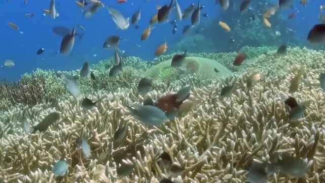 Schooling Reef Fish Swim above Branching Coral. A well-lit underwater view emphasizes coral texture and mixed reef colors as fish move through the reef, documenting marine habitat and biodiversity.