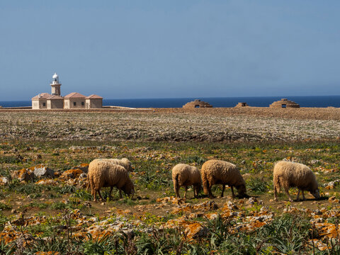 Sheeps in Menorca