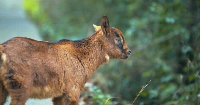 Young Wild Goat Standing in Natural Forest Habitat Wildlife Scene