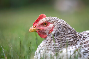 Keeping domestic chicken in free range on home backyard. Poultry grazing on green grass in suburban garden © bilanol