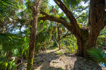 Obraz premium Trail pathway through wild tropical jungles. Florida nature with dense green rainforest. Palm trees and vegetation in southern USA