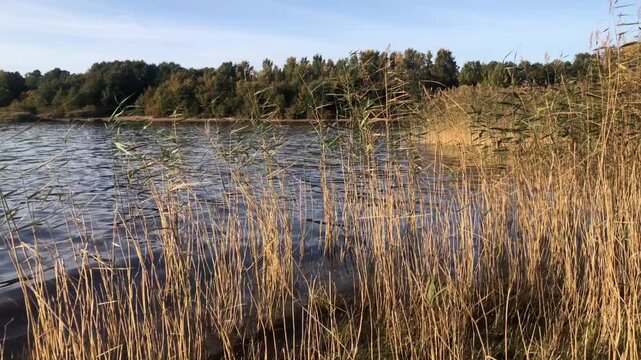 yellow cattail on the river bank illuminated by the sun, autumn landscape