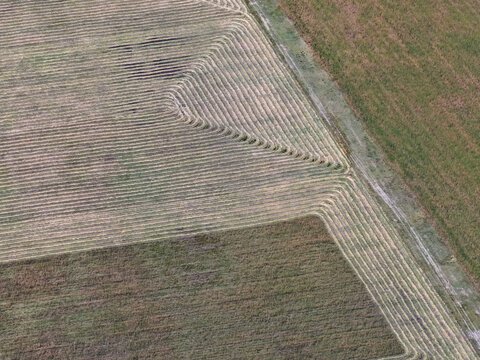 Overhead aerial view of wheat and barley farm plots with furrows and crop edges in green and brown tones