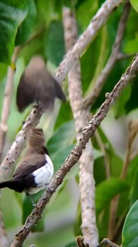 Two Javan Munia birds (Lonchura leucogastroides) perched on a tree branch in a natural green environment.