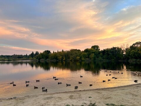 Sunset over Calm Lake with Flock of Ducks and Sandy Shoreline