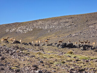 Herd of wild vicuñas advancing among stones on an arid high-altitude hillside under a clear blue sky © WILL PHOTOGRAPHY