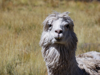 Fototapeta premium Close up of a disheveled gray and white alpaca facing the camera in a dry high Andean grassland