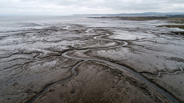 Low tide mudflat with natural branching channels