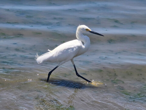 White egret walking gracefully through shallow water, showing white plumage, black beak and dark legs