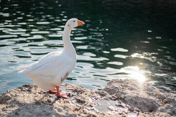 White goose stands on a rocky shore next to calm, sunlit water © Denis Renkas