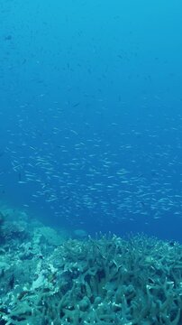 Colorful Reef Fish Drifting Above Reef Formations with Schooling Fish. Schools of reef fish move above coral formations while blue water and reef detail remain visible.