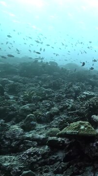 Vibrant Reef Fish Moving Through Coral Formations in Open Water. Reef fish move above coral formations while blue water and layered reef textures remain visible.