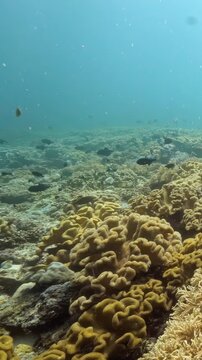 Colorful Marine Life Swimming Above Coral Formations Underwater. Reef fish move above coral formations while blue water and layered reef textures remain visible.