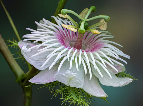 Macro shot of passiflora foetida flower on blurred background