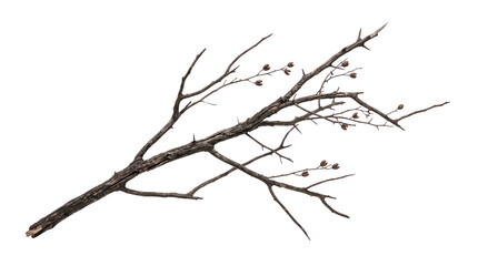 Fototapeta premium Dry thorny tree branch with small brown seeds isolated on transparent background