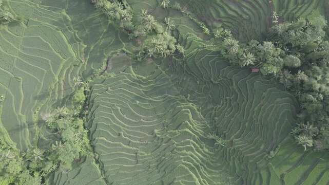 Aerial Top Down View of Lush Green Rice Terraces and Palm Trees in Majalengka, Indonesia