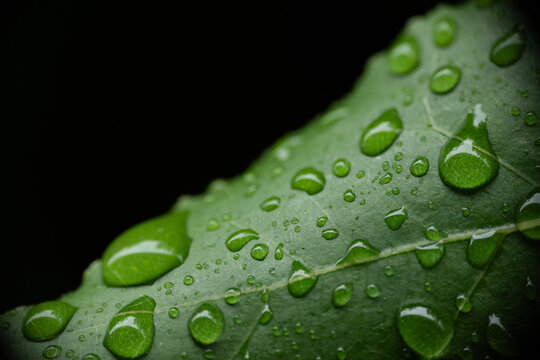 Foglia verde con gocce d&rsquo;acqua su sfondo nero