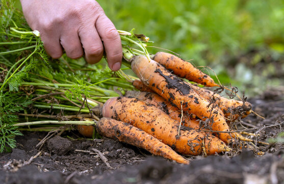 Hand grips bunch of carrots just harvested from soil. Muddy roots and green tops create wholesome farm fresh still life with practical harvest work and quiet satisfaction, showing garden produce.