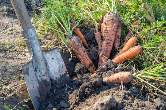 Harvested carrots are scattered across freshly turned soil beside spade. Earthy orange roots and attached green foliage show plentiful crop straight from garden, displaying roots alongside their