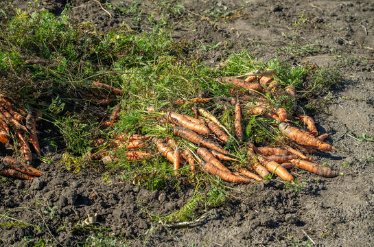 Freshly harvested carrots lie across dark garden soil, their orange roots tangled with green tops. Unwashed carrots rest in field after gathering, showing plentiful crop ready for sorting.