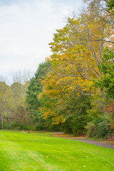 Fototapeta premium copy space image park path fallen leaves on the ground, selective focus golden fall backgrounds theme, wet autumn day, pathway perfect day, authentic candid backgrounds