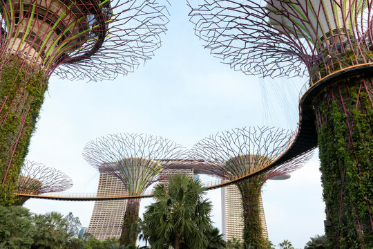 Supertrees Grove at Gardens by the Bay in Singapore under clear sky