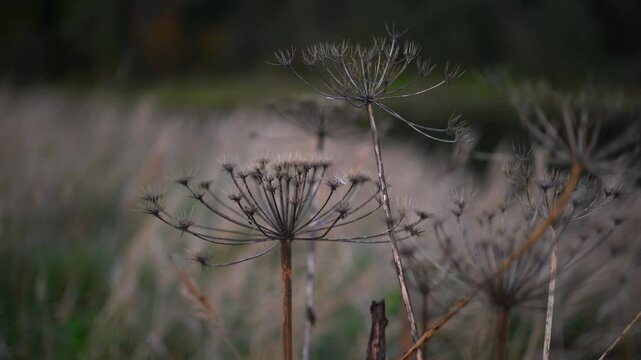 Dried umbel seedheads in shallow meadow