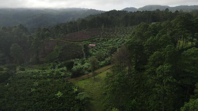 Aerial view of coffee farms in the mountains of Marcala, La Paz, Honduras, showing pine forest, cultivated hillsides and an area of felled trees.