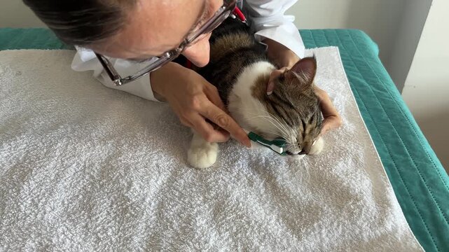 Veterinaria cepillando los dientes de un gatito de pelo largo